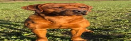 Labrador Retriever dogs for sale: True Fox Red Labrador Litter Boys & Girls  - Advert 6