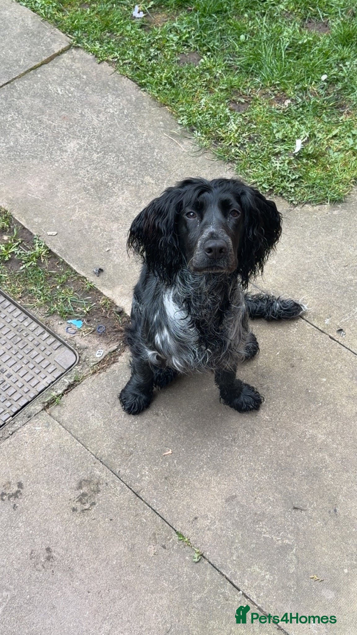 Cocker Spaniel dogs 10 month old cockers spaniel boy - Advert 4