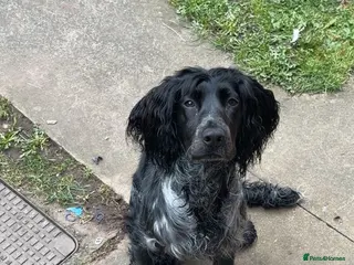 Cocker Spaniel dogs 10 month old cockers spaniel boy - Advert 1