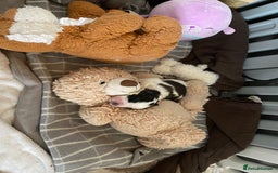 Saint Bernard dogs for sale: Gorgeous Saint Bernard puppies looking for homes - Image 8