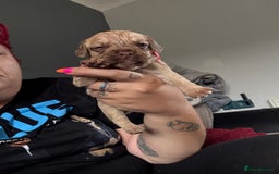 Mixed Breed dogs for sale: Mixed Breed Puppies  - Image 1
