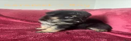 German Shepherd dogs for sale: Stunning Family Raised German Shepherd Puppies - Advert 9