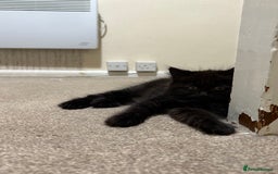 Mixed Breed cats for sale: White and black kittens - Image 18