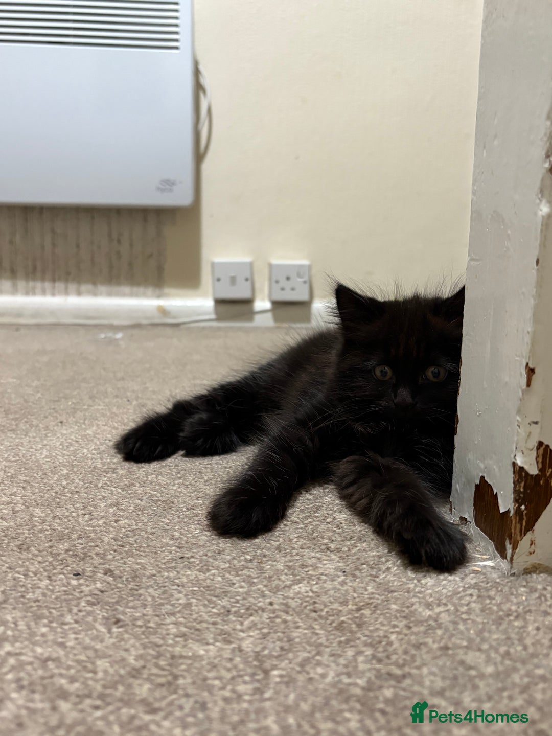 Mixed Breed cats for sale: White and black kittens - Image 18