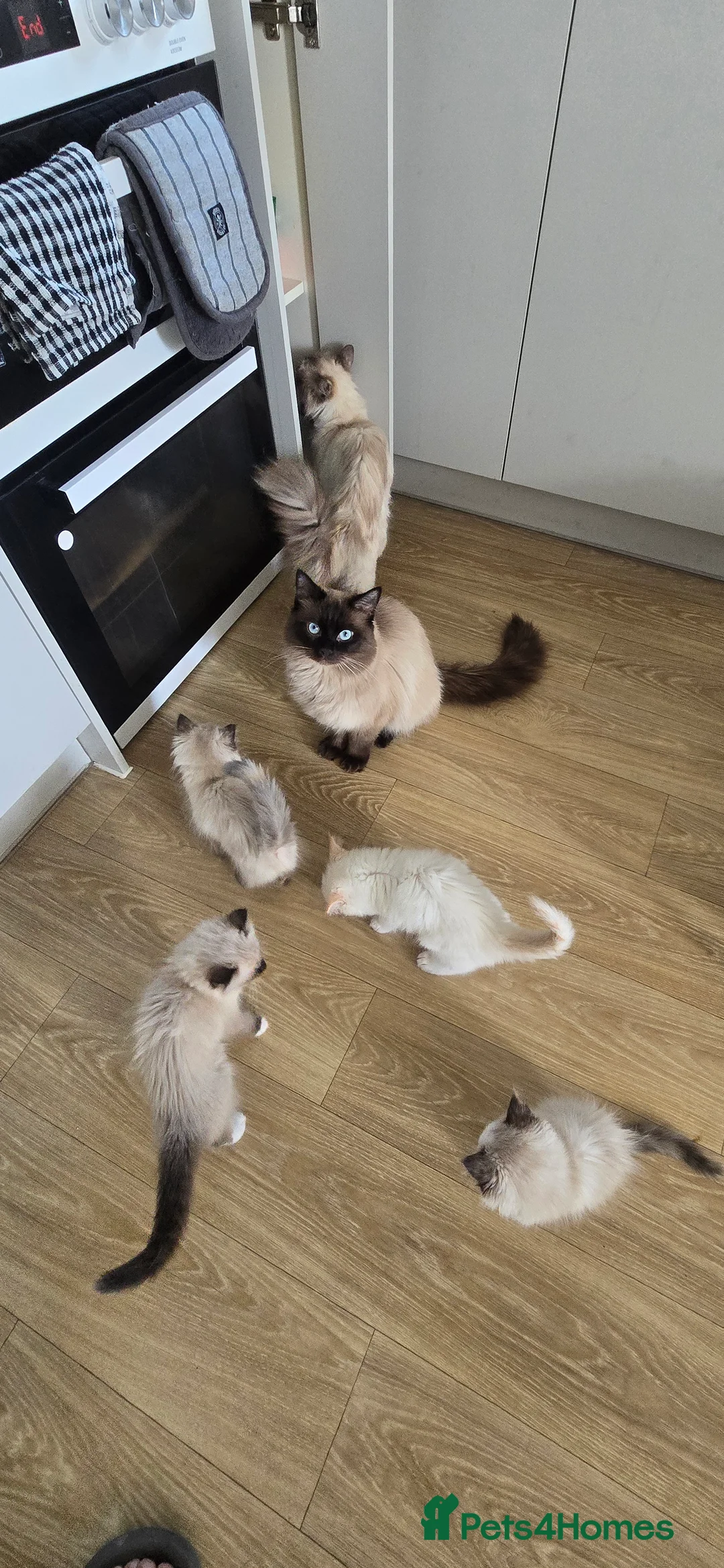 Ragdoll cats for sale: Beautiful ragdolls kitten for you 😍 in Barking - Advert 2