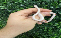Corn Snake reptiles for sale: Corn snakes available at Viperia Exotics - Image 3