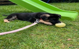 German Shepherd dogs for sale: German Shepherd Bitch, Iris. - Image 3