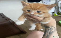 Mixed Breed cats for sale: Male kittens  - Image 2