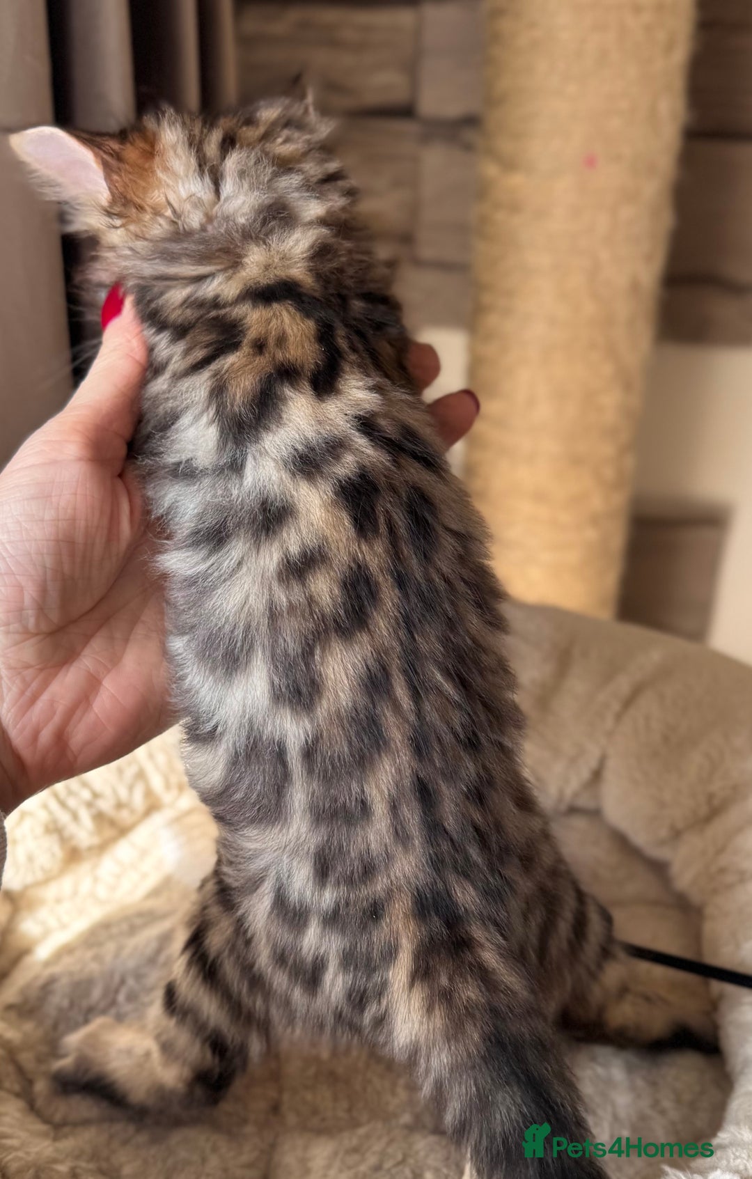 Bengal cats for sale: 💎Cashmere Bengal kittens (Bengal- Longhair) 💎 - Image 3
