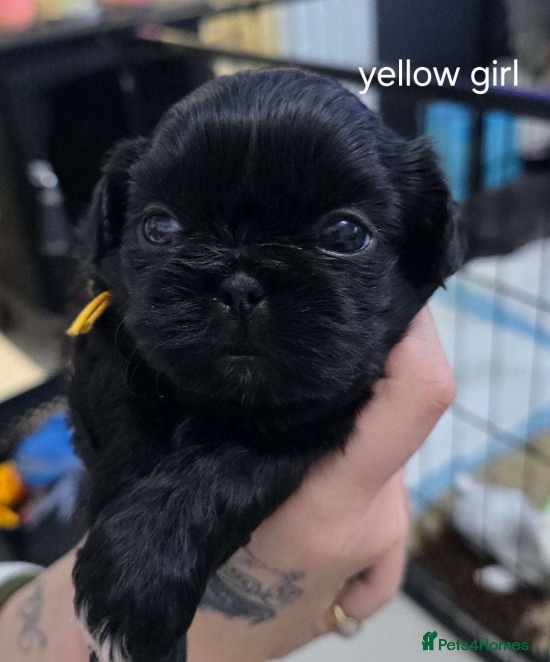 Shih Tzu dogs for sale: Beautiful Shih Tzu Puppies Ready to Leave 19.12.25 - Advert 2