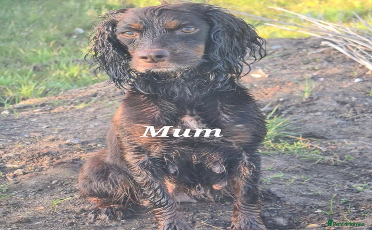 Cockapoo dogs 7 extreme quality cockapoo pups - Advert 6