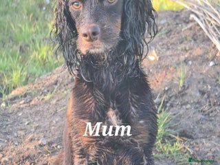 Cockapoo dogs 7 extreme quality cockapoo pups - Advert 5