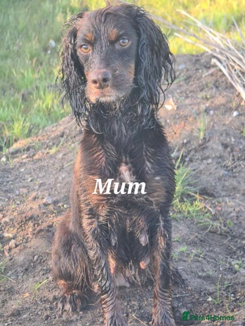 Cockapoo dogs 7 extreme quality cockapoo pups - Advert 2