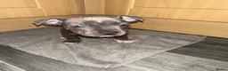 Staffordshire Bull Terrier dogs for sale: Luna’s beautiful litter for sale  - Advert 10