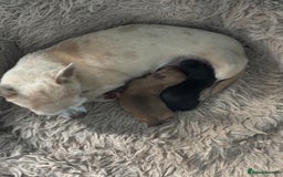 Chihuahua dogs for sale: Two chihuahua baby girls, black long haired!!!! - Image 4