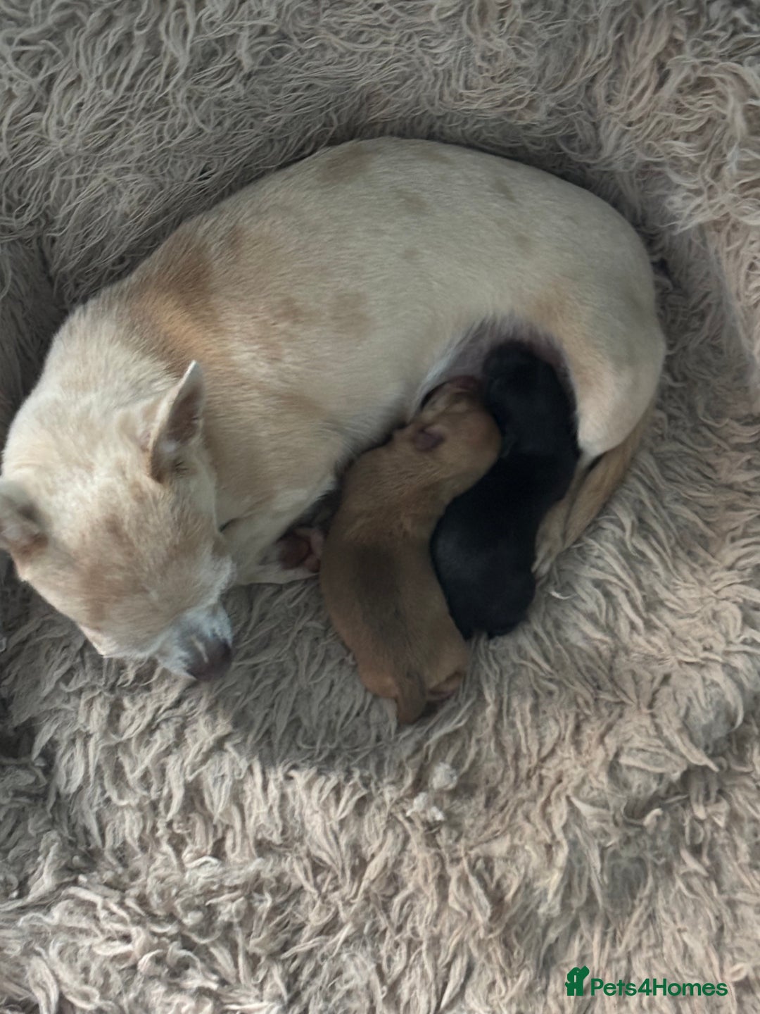 Chihuahua dogs for sale: Two chihuahua baby girls, black long haired!!!! - Image 4