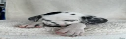 Dalmatian dogs for sale: Dalmatian Puppies  - Advert 29