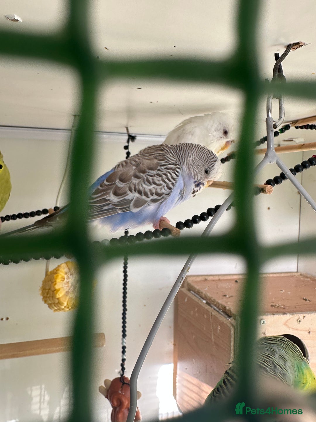 Budgerigars birds for sale: Budgies for sale  - Advert 15