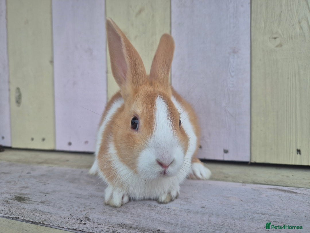 Dutch rabbits for sale: 🧡Absolutely gorgeous and friendly babies🧡  - Advert 8