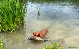 Hungarian Vizsla dogs for sale: Hungarian Vizsla Puppies - Outstanding Pedigree  - Advert 14