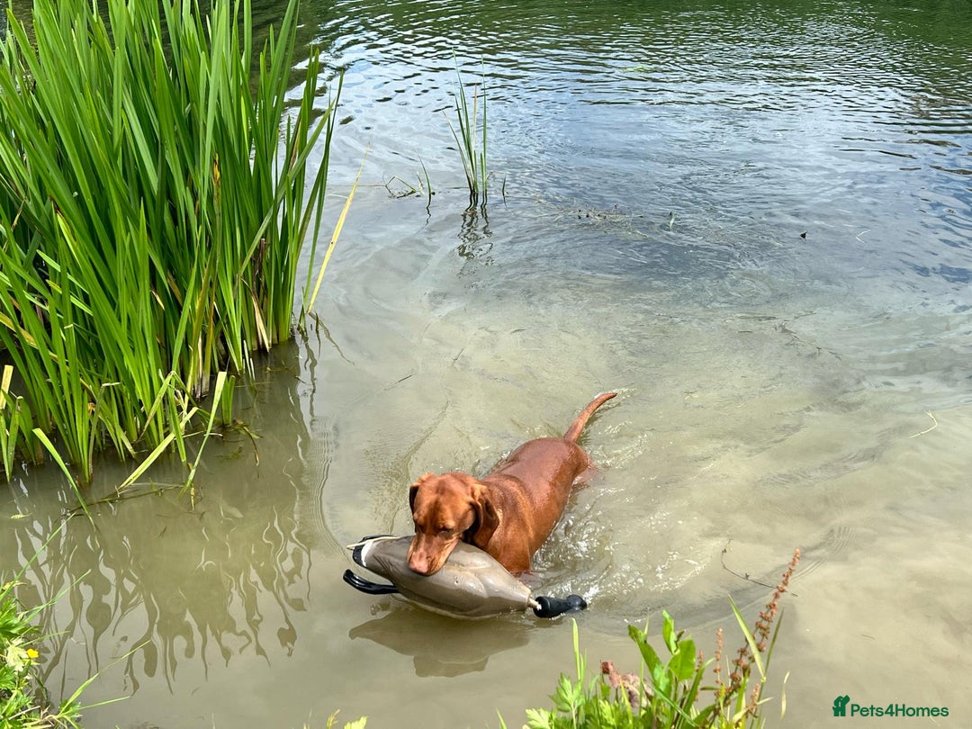 Hungarian Vizsla dogs for sale: Hungarian Vizsla Puppies - Outstanding Pedigree  - Advert 14