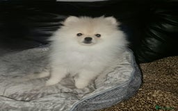Pomeranian dogs for sale: KC registered Adorable White Pomeranians boy, girl - Image 7
