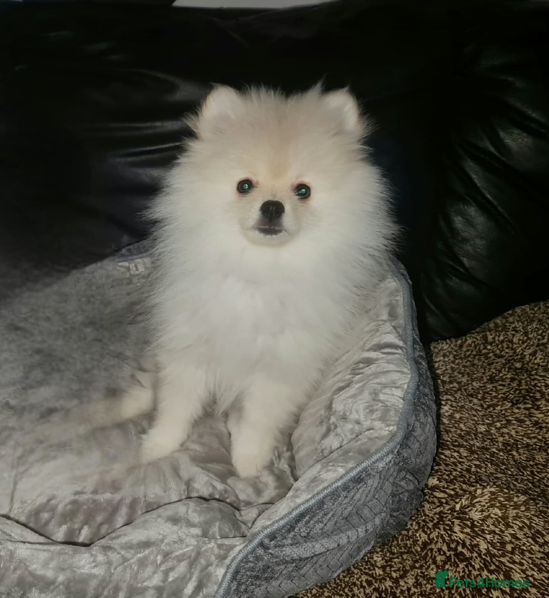 Pomeranian dogs for sale: KC registered Adorable White Pomeranians boy, girl - Image 7
