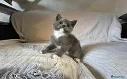 British Shorthair cats for sale: British shorthair kittens  - Image 2