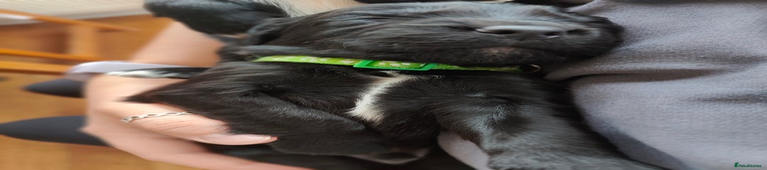 Black Sprocker Puppy Green Collar 