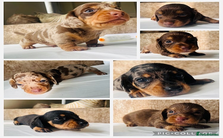Miniature Dachshund dogs - Advert 1