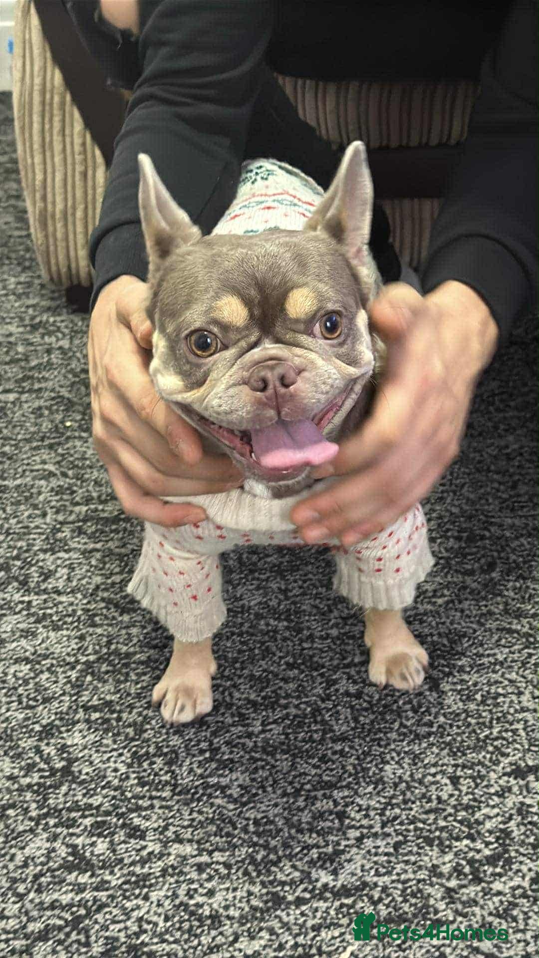 French Bulldog dogs for sale: French buldog - Advert 2