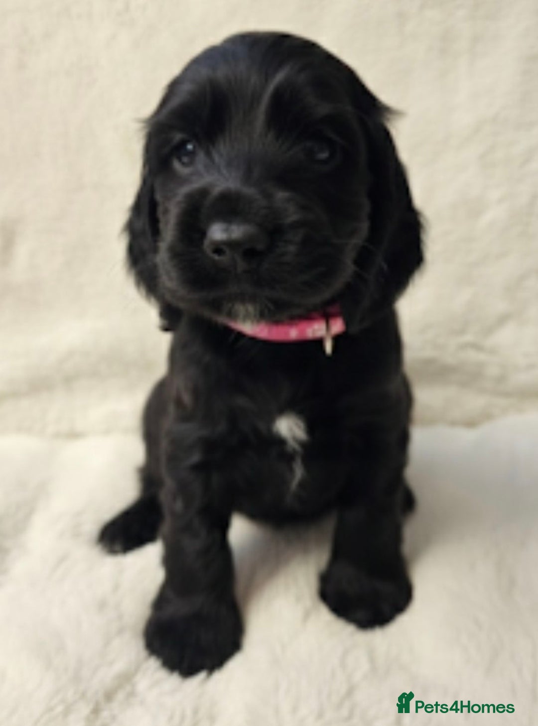 Cocker Spaniel dogs for sale: Litter of gorgeous cocker spaniel puppies  - Advert 14