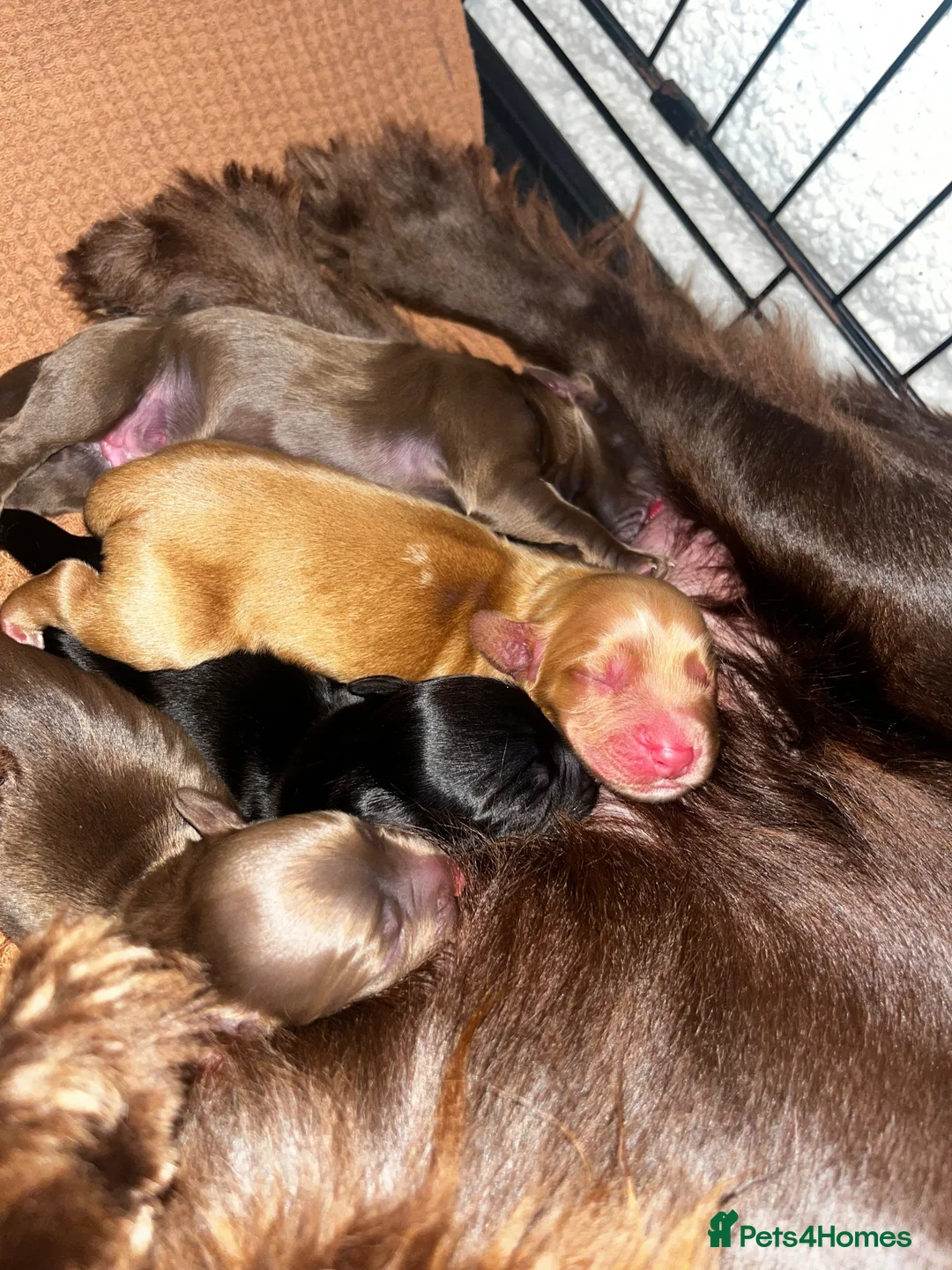 Cocker Spaniel dogs for sale: 3 Cocker Spaniel Puppies for sale - Advert 2