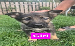 German Shepherd dogs for sale: German Shepherd puppies  - Image 4