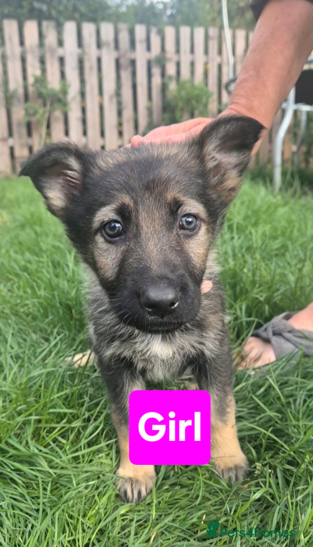 German Shepherd dogs for sale: German Shepherd puppies  - Image 4