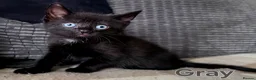 Domestic Shorthair cats for sale: ×2 Black (M) Kittens fully vax flead and dewormed - Advert 21
