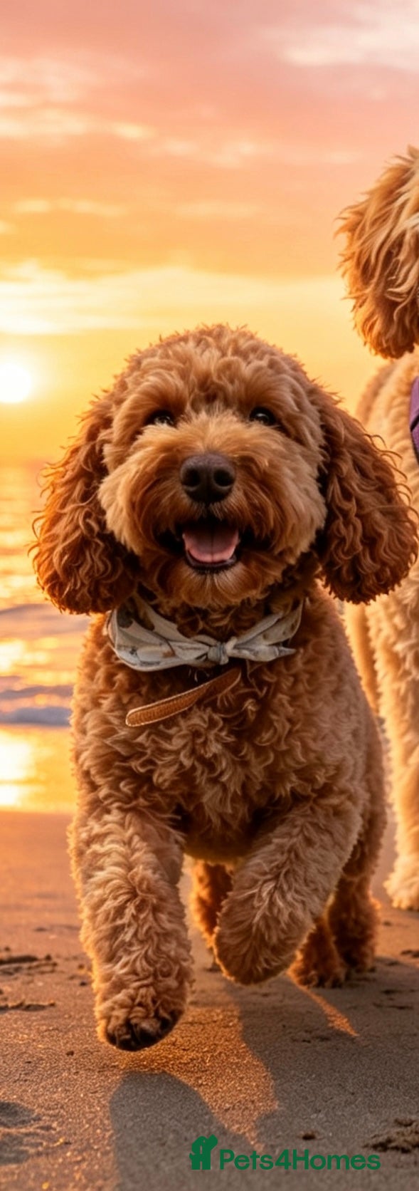 Cockapoo dogs for stud: 🐾 Proven Deep Red F1b Cockapoo Stud Available 🐾 - Advert 9
