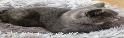 British Shorthair cats for sale: Gorgeous British shorthaired Blue boy  - Advert 2