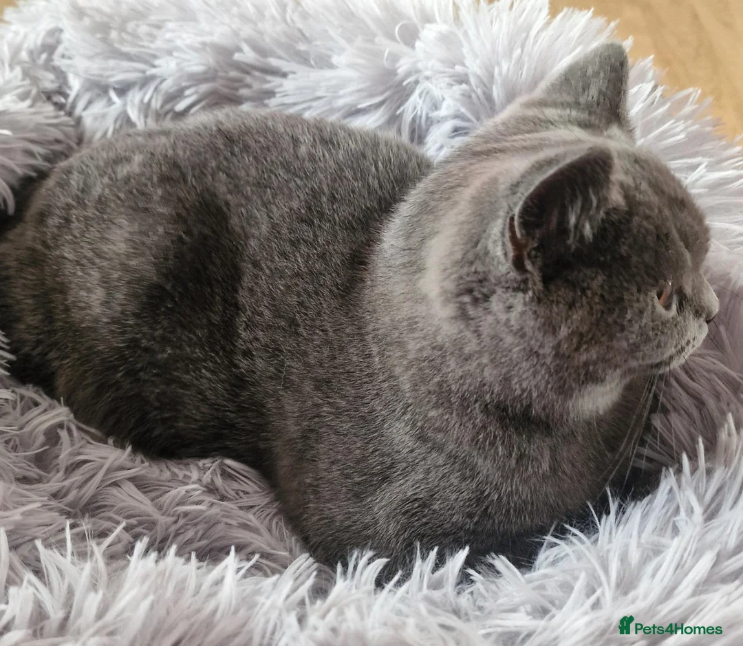British Shorthair cats for sale: Gorgeous British shorthaired Blue boy  - Advert 2