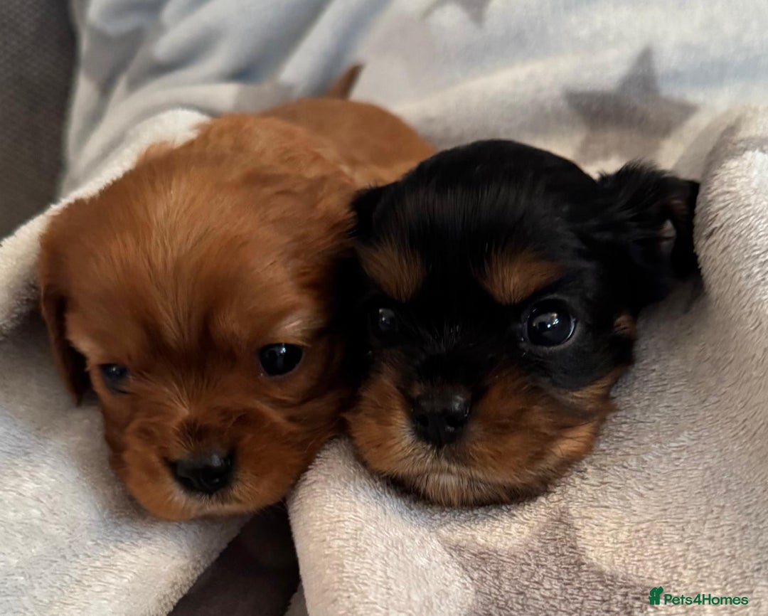 Cavalier King Charles Spaniel dogs for sale: Beautiful Cavalier Puppies - Fully health tested  - Image 9