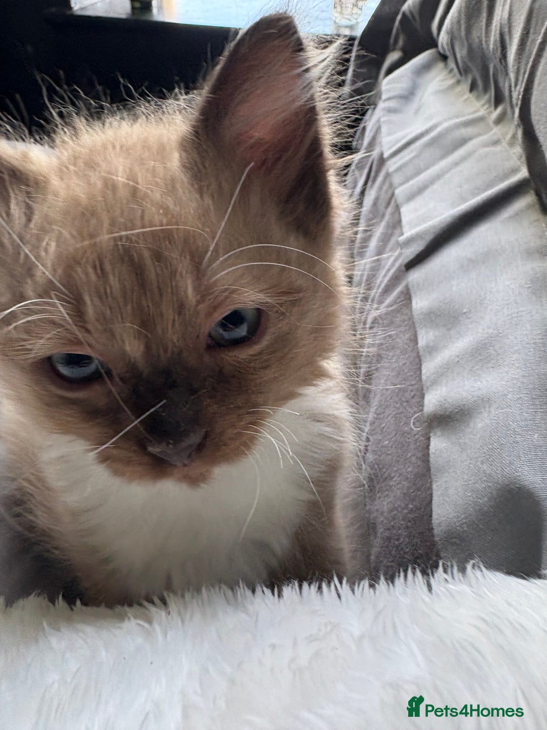 Ragdoll cats for sale: 2 beautiful ragdolls left  - Image 2