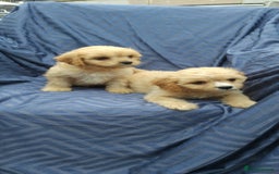 Cavapoo dogs for sale: Cavapoo pups ready to leave! - Image 6