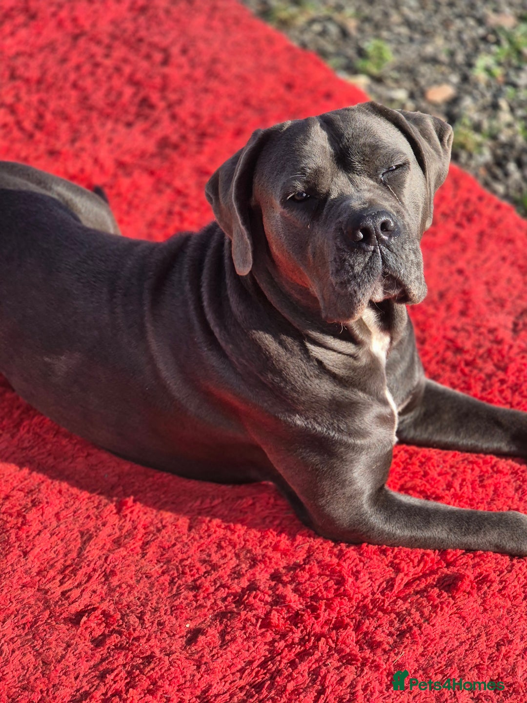 Cane Corso dogs for sale: Class Corsos  - Advert 21