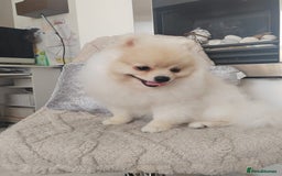 Pomeranian dogs for sale: Pure breed Pomeranian boy and girls  in London - Image 23