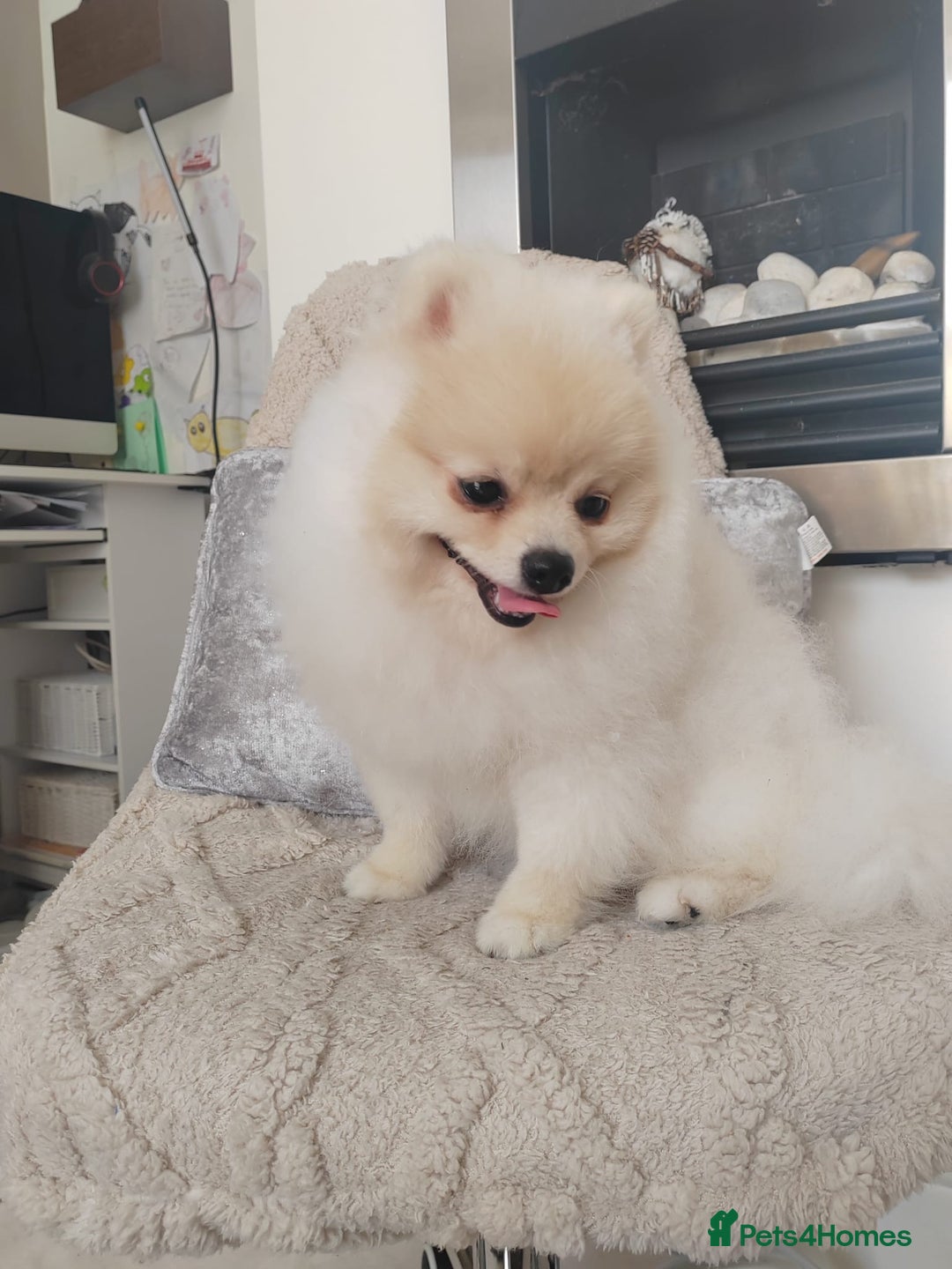 Pomeranian dogs for sale: Pure breed Pomeranian boy and girls  in London - Image 23