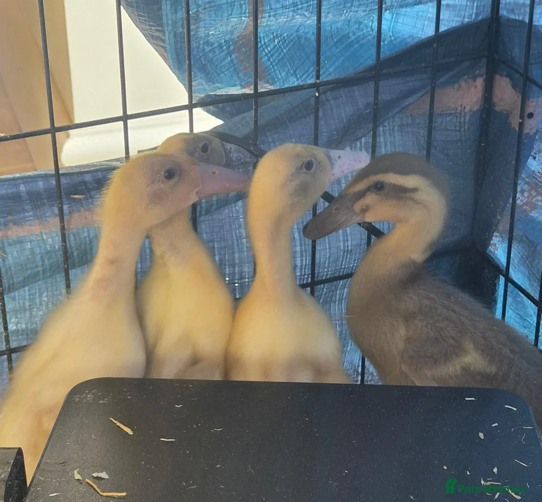 Ducks poultry for sale: Indian runner ducklings  - Advert 1