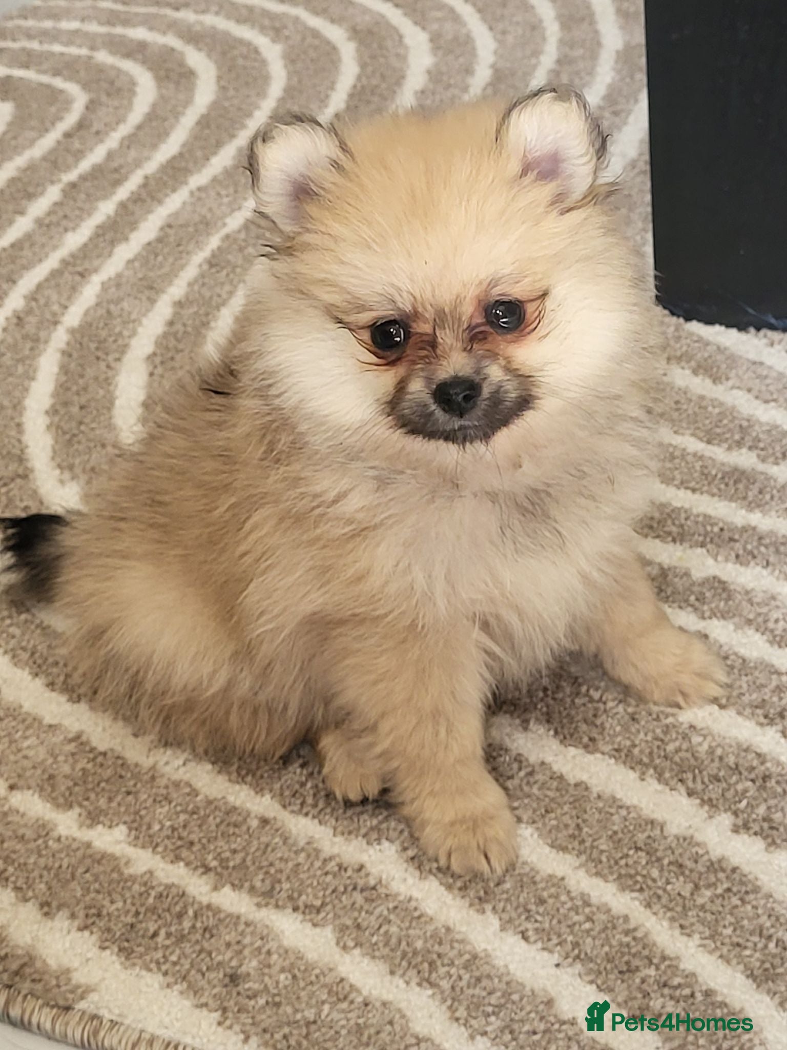 Pomeranian dogs Pomeranian girl available ready now - Advert 1