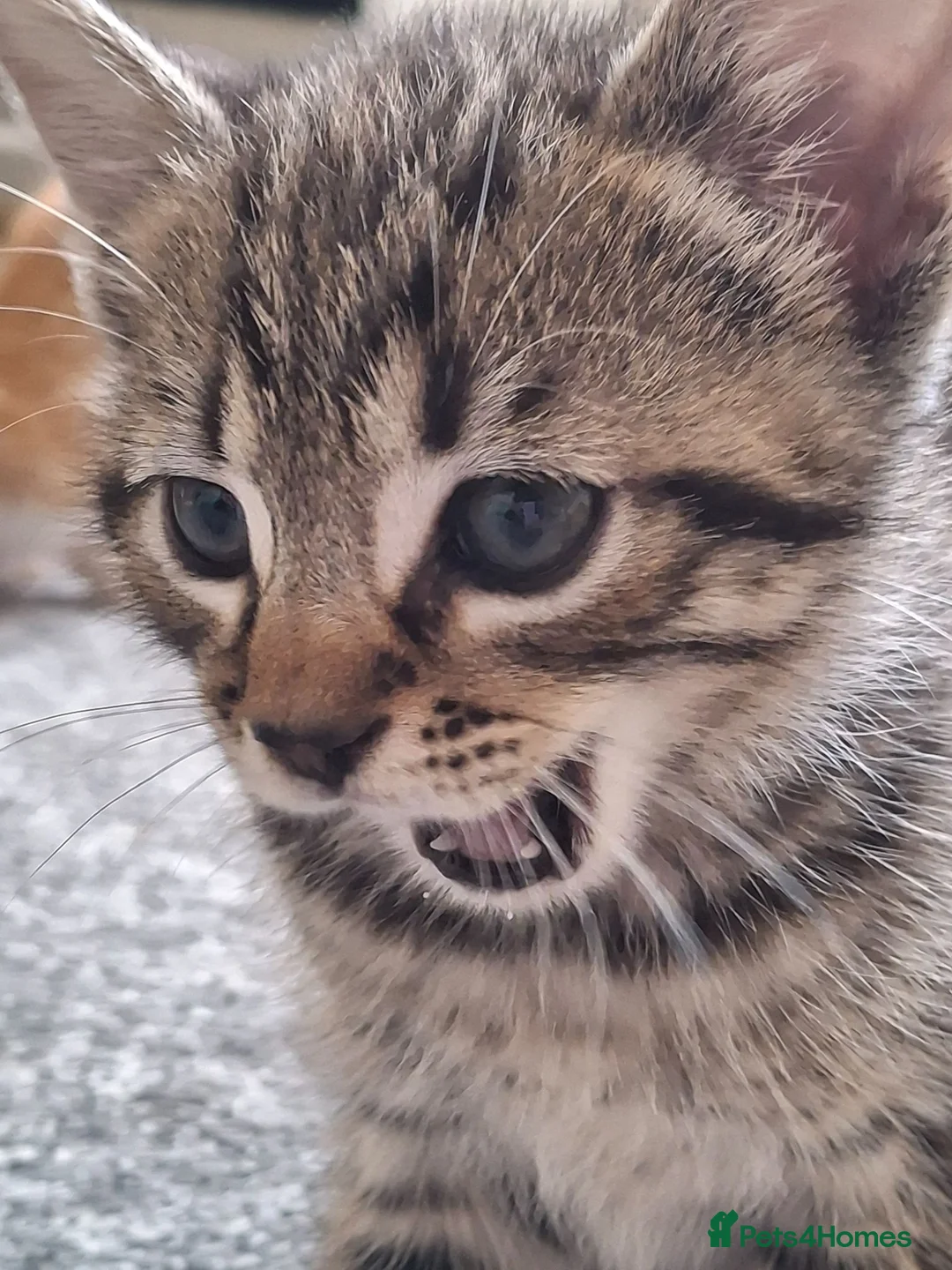 Mixed Breed cats for sale: Bengamese mix litter - Advert 1