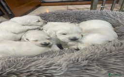 Golden Retriever dogs for sale: Golden retriever puppy’s from licensed breeder - Image 4