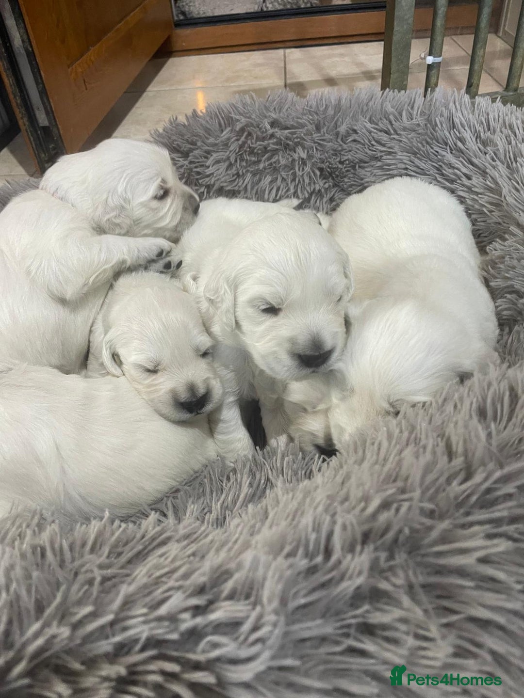 Golden Retriever dogs for sale: Golden retriever puppy’s from licensed breeder - Image 4